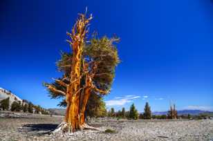 Bristlecone Pine, Patriarch Grove-3869